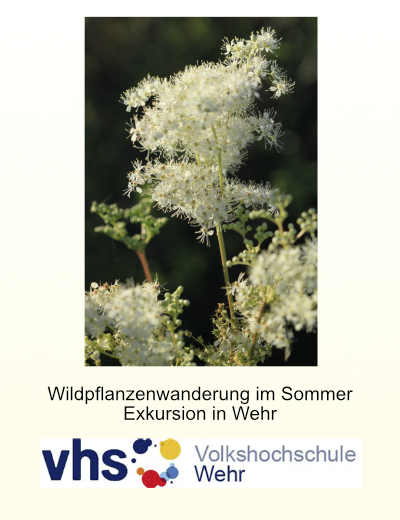 Selbstversorgung mit Wildpflanzen im Sommer